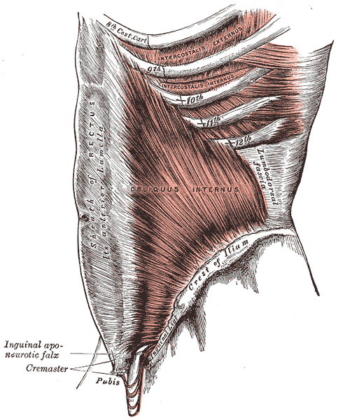 Músculo oblicuo interno abdominal