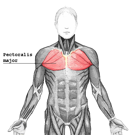 Músculo pectoral mayor