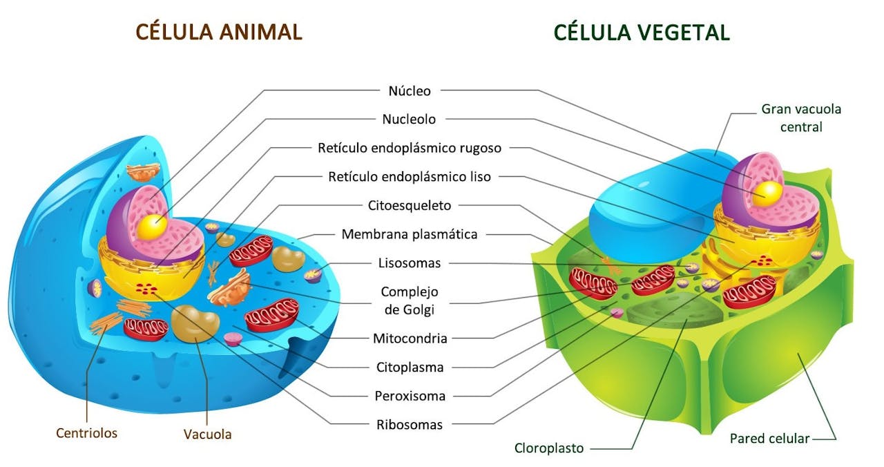 Célula vegetal y animal